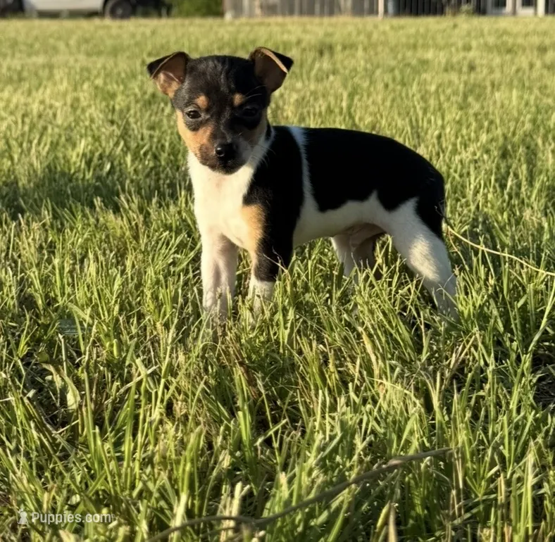 Goose – Rat Terrier puppy for sale in Gorman, TX