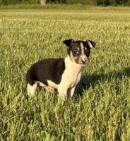 Tilly, a female Rat Terrier for sale in Gorman, TX – 2 of 2