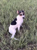 Colt , a male Rat Terrier for sale in Gorman, TX – 2 of 2