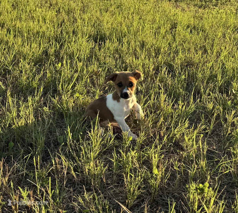 Rip – Rat Terrier puppy for sale in Gorman, TX
