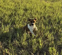 Rip, a male Rat Terrier for sale in Gorman, TX – 1 of 3