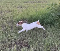 Walker, a male Rat Terrier for sale in Gorman, TX – 3 of 3