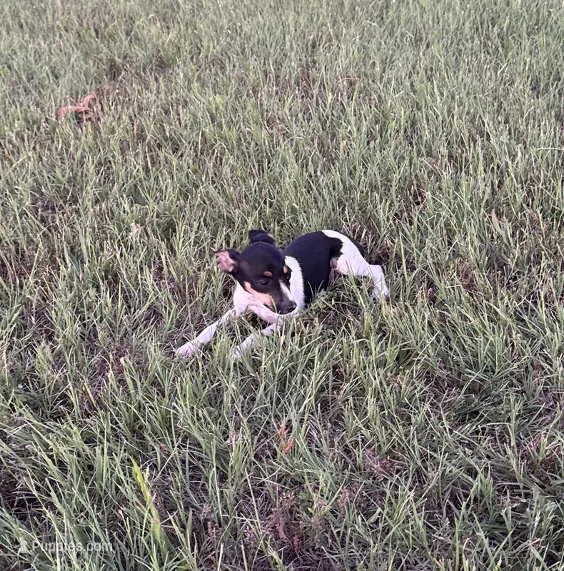 Momo – Rat Terrier puppy for sale in Gorman, TX