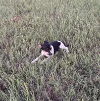Momo, a female Rat Terrier for sale in Gorman, TX – 1 of 3