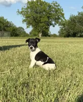 Spence , a male Rat Terrier for sale in Gorman, TX – 2 of 2