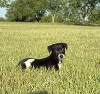 Koop, a male Rat Terrier for sale in Gorman, TX – 2 of 2