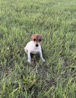Millie, a female Rat Terrier for sale in Gorman, TX – 2 of 3