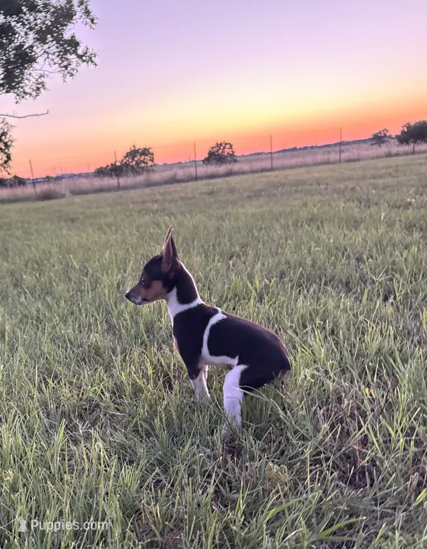 Goose – Rat Terrier puppy for sale in Gorman, TX