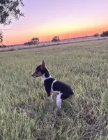 Goose, a male Rat Terrier for sale in Gorman, TX – 1 of 3