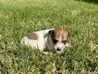 Tess, a female Rat Terrier for sale in Gorman, TX – Photo 1 of 3