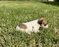 Tess, a female Rat Terrier for sale in Gorman, TX – Photo 3 of 3