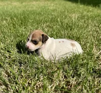 Tess, a female Rat Terrier for sale in Gorman, TX – Photo 2 of 3