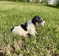 Colt , a male Rat Terrier for sale in Gorman, TX – Photo 2 of 2