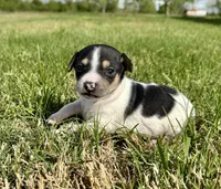 Colt , a male Rat Terrier for sale in Gorman, TX – Photo 1 of 2