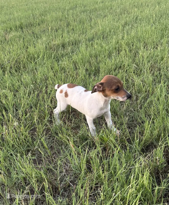 Millie – Rat Terrier puppy for sale in Gorman, TX