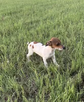 Millie, a female Rat Terrier for sale in Gorman, TX – 1 of 3
