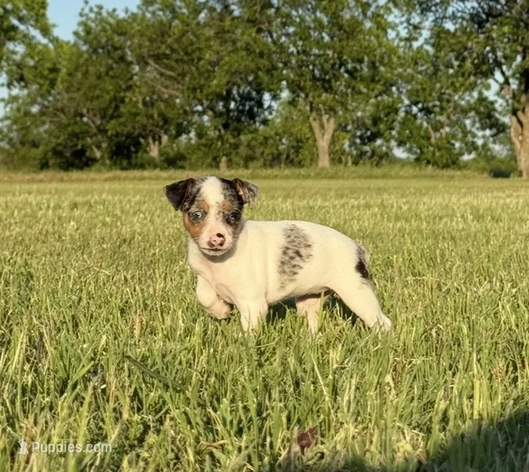 Luna  – Rat Terrier puppy for sale in Gorman, TX