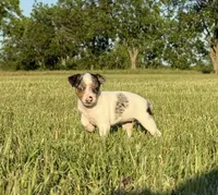 Luna , a female Rat Terrier for sale in Gorman, TX – 1 of 2