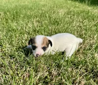 Ivy, a female Rat Terrier for sale in Gorman, TX – Photo 2 of 2