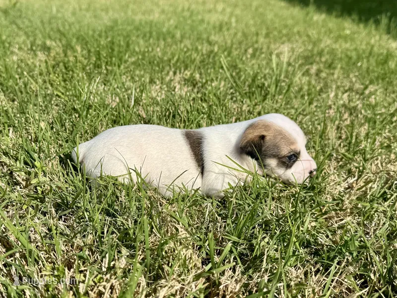 Ivy – Rat Terrier puppy for sale in Gorman, TX