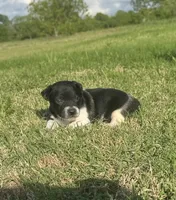 Koop, a male Rat Terrier for sale in Gorman, TX – Photo 2 of 2