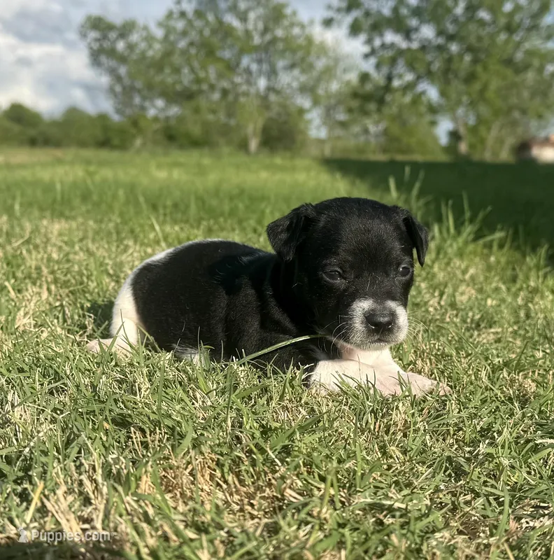 Koop – Rat Terrier puppy for sale in Gorman, TX