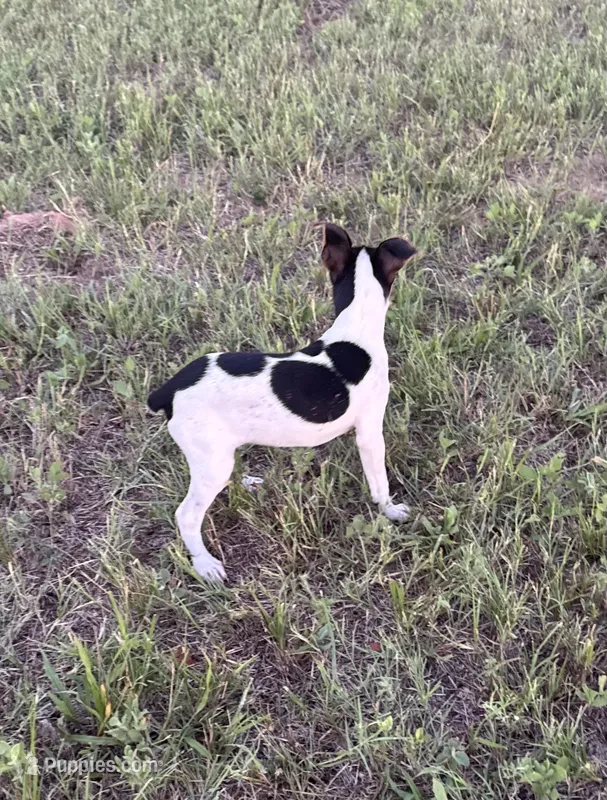 Colt  – Rat Terrier puppy for sale in Gorman, TX