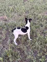 Colt , a male Rat Terrier for sale in Gorman, TX – 1 of 2