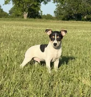 Colt , a male Rat Terrier for sale in Gorman, TX – 2 of 2