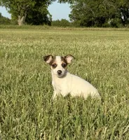 Ivy, a female Rat Terrier for sale in Gorman, TX – 2 of 2