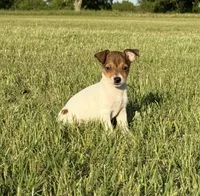 Millie, a female Rat Terrier for sale in Gorman, TX – 2 of 2