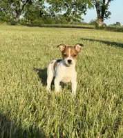 Laney, a female Rat Terrier for sale in Gorman, TX – 2 of 2