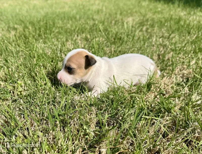 Walker – Rat Terrier puppy for sale in Gorman, TX