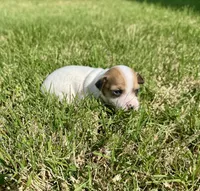 Walker, a male Rat Terrier for sale in Gorman, TX – Photo 2 of 2