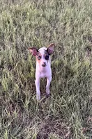 Luna , a female Rat Terrier for sale in Gorman, TX – 2 of 3