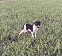 Momo, a female Rat Terrier for sale in Gorman, TX – 2 of 3