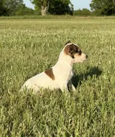 Ivy, a female Rat Terrier for sale in Gorman, TX – 1 of 2