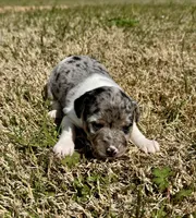 Ava, a female Rat Terrier for sale in Fredericksburg, TX – Photo 2 of 3