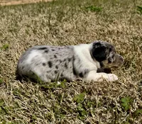 Ava, a female Rat Terrier for sale in Fredericksburg, TX – Photo 3 of 3