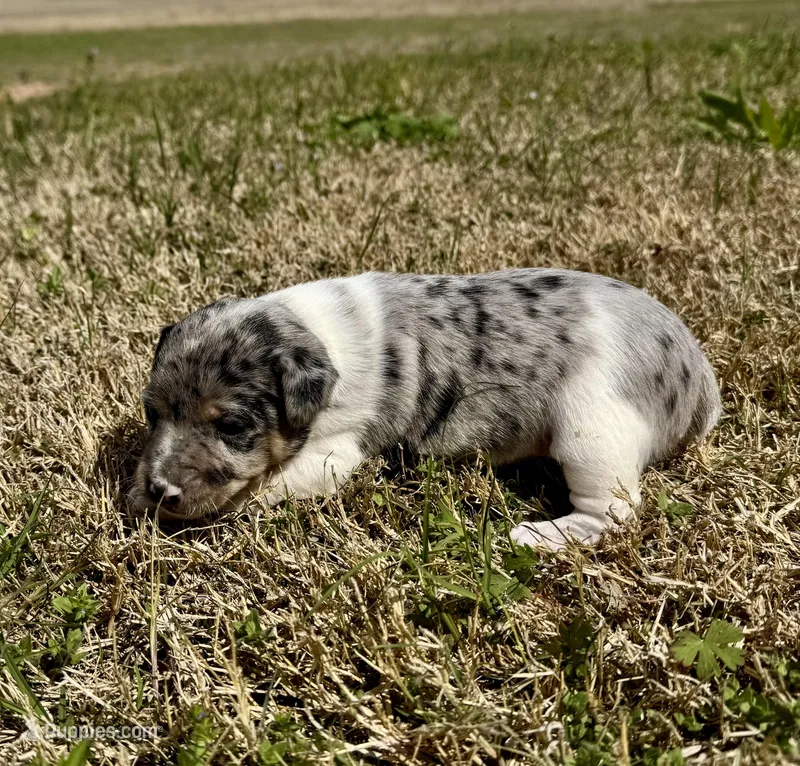 Ava – Rat Terrier puppy for sale in Fredericksburg, TX