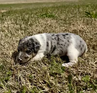 Ava, a female Rat Terrier for sale in Fredericksburg, TX – Photo 1 of 3