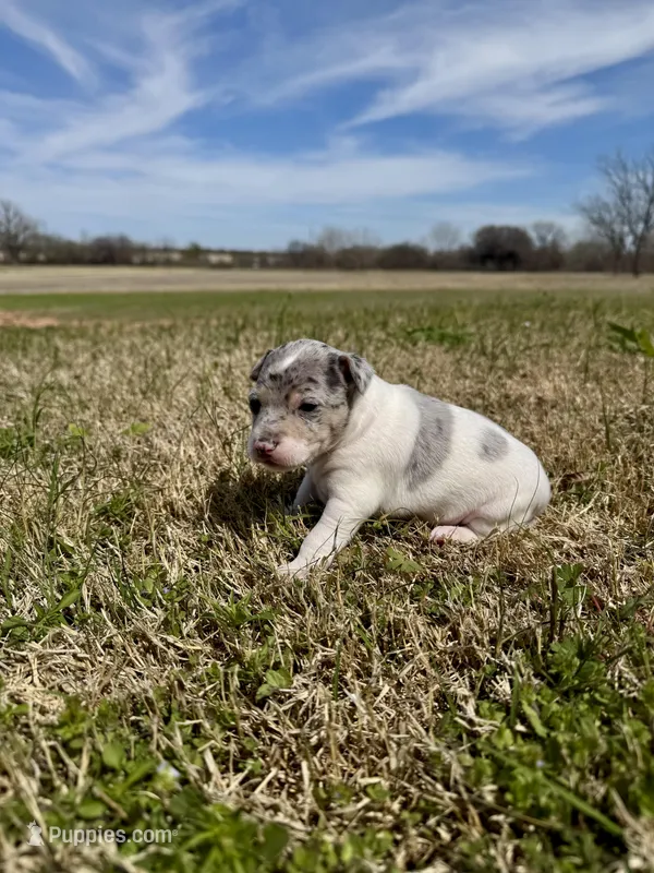 Bruno  – Rat Terrier puppy for sale in Fredericksburg, TX