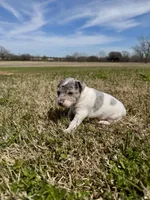 Bruno , a male Rat Terrier for sale in Fredericksburg, TX – Photo 1 of 3