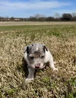 Bruno , a male Rat Terrier for sale in Fredericksburg, TX – Photo 2 of 3
