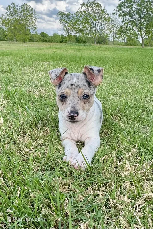 Bruno  – Rat Terrier puppy for sale in Gorman, TX