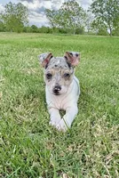 Bruno , a male Rat Terrier for sale in Gorman, TX – Photo 1 of 3