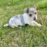 Bruno , a male Rat Terrier for sale in Gorman, TX – Photo 3 of 3