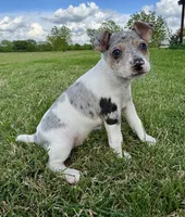 Bruno , a male Rat Terrier for sale in Gorman, TX – Photo 2 of 3