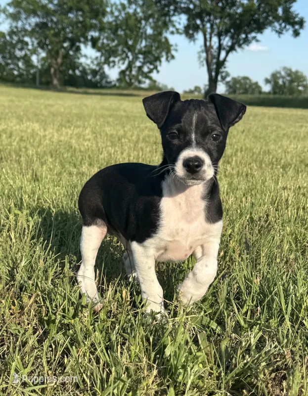 Toby – Rat Terrier puppy for sale in Gorman, TX