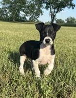 Toby, a male Rat Terrier for sale in Gorman, TX – 1 of 3